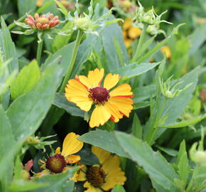 Záplevák podzimní 'HayDay Golden Bicolor' - Helenium autumnale 'HayDay Golden Bicolor'