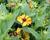 Záplevák podzimní 'HayDay Golden Bicolor'