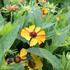 Helenium autumnale 'HayDay Golden Bicolor'.JPG