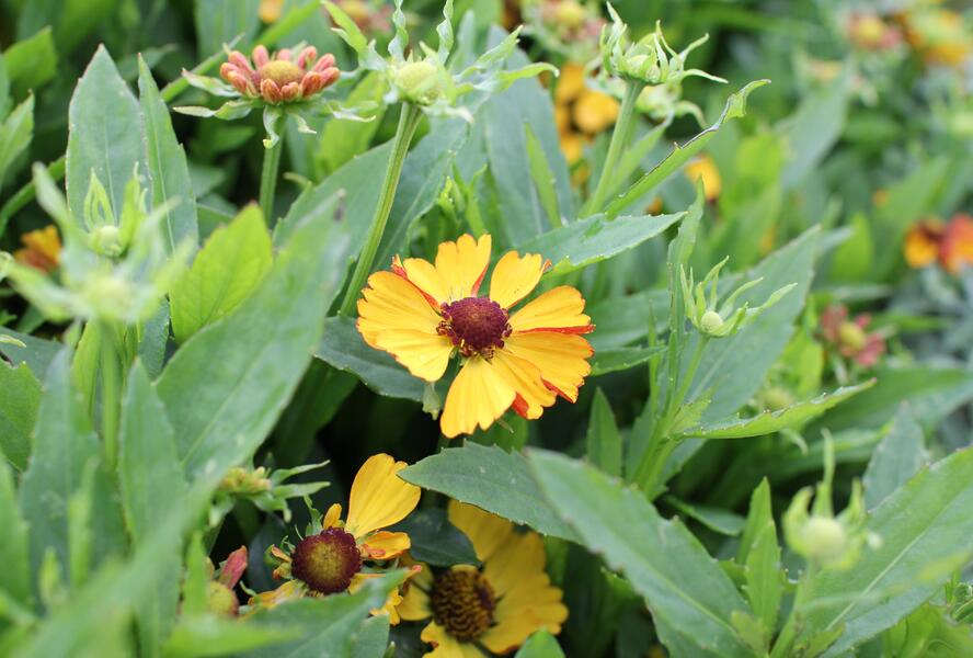 Záplevák podzimní 'HayDay Golden Bicolor' - Helenium autumnale 'HayDay Golden Bicolor'