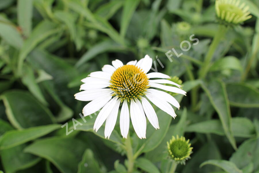 Třapatkovka nachová 'Prairie Splendor Compact White' - Echinacea purpurea 'Prairie Splendor Compact White'