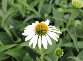 Třapatkovka nachová 'Prairie Splendor Compact White' - Echinacea purpurea 'Prairie Splendor Compact White'