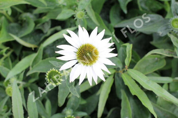Třapatkovka nachová 'Prairie Splendor Compact White' - Echinacea purpurea 'Prairie Splendor Compact White'