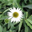 Třapatkovka nachová 'Prairie Splendor Compact White' - Echinacea purpurea 'Prairie Splendor Compact White'