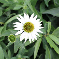 Třapatkovka nachová 'Prairie Splendor Compact White' - Echinacea purpurea 'Prairie Splendor Compact White'