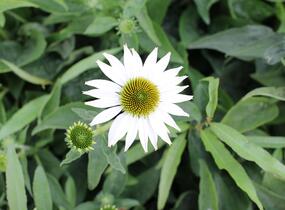 Třapatkovka nachová 'Prairie Splendor Compact White' - Echinacea purpurea 'Prairie Splendor Compact White'