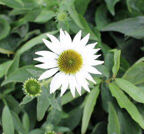 Třapatkovka nachová 'Prairie Splendor Compact White' - Echinacea purpurea 'Prairie Splendor Compact White'