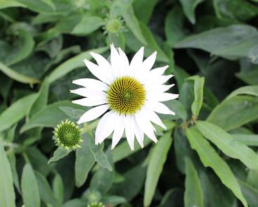 Třapatkovka nachová 'Prairie Splendor Compact White'