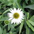 Echinacea purpurea 'Prairie Splendor Compact White'.JPG