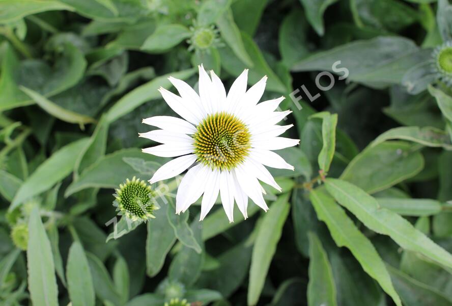 Třapatkovka nachová 'Prairie Splendor Compact White' - Echinacea purpurea 'Prairie Splendor Compact White'
