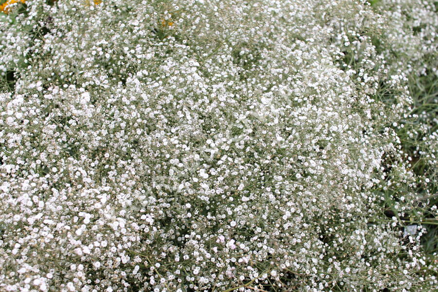 Šater latnatý 'Festival White' - Gypsophila paniculata 'Festival White'