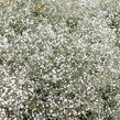 Šater latnatý 'Festival White' - Gypsophila paniculata 'Festival White'