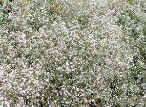 Šater latnatý 'Festival White' - Gypsophila paniculata 'Festival White'