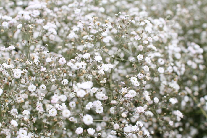 Šater latnatý 'Festival White' - Gypsophila paniculata 'Festival White'