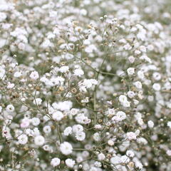Šater latnatý 'Festival White' - Gypsophila paniculata 'Festival White'