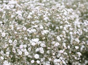 Šater latnatý 'Festival White' - Gypsophila paniculata 'Festival White'