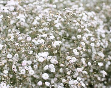 Šater latnatý 'Festival White'