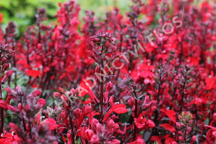 Lobelka 'Fanship Scarlet' - Lobelia speciosa 'Fanship Scarlet'