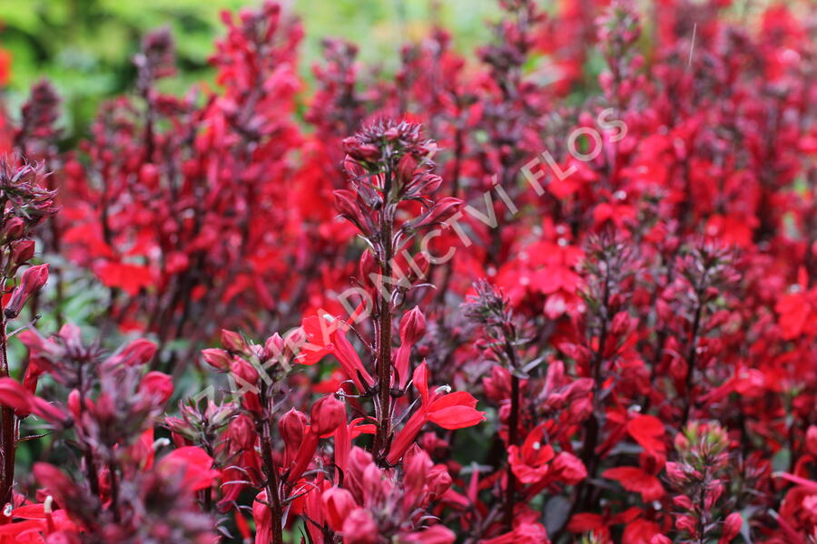 Lobelka 'Fanship Scarlet' - Lobelia speciosa 'Fanship Scarlet'