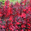 Lobelka 'Fanship Scarlet' - Lobelia speciosa 'Fanship Scarlet'