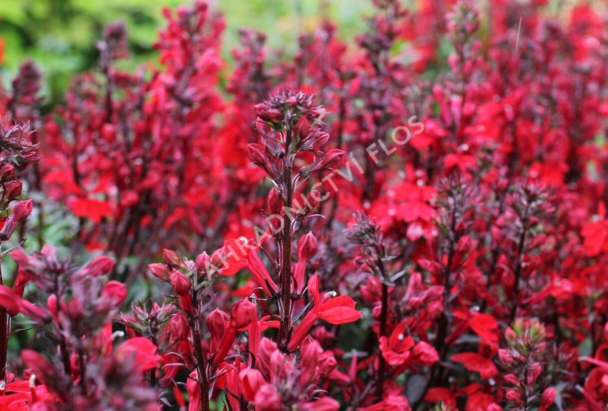 Lobelka 'Fanship Scarlet' - Lobelia speciosa 'Fanship Scarlet'