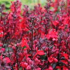 Lobelka 'Fanship Scarlet' - Lobelia speciosa 'Fanship Scarlet'