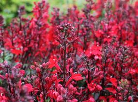 Lobelka 'Fanship Scarlet' - Lobelia speciosa 'Fanship Scarlet'