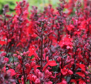 Lobelka 'Fanship Scarlet' - Lobelia speciosa 'Fanship Scarlet'