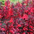 Lobelia speciosa 'Fanship Scarlet'.JPG