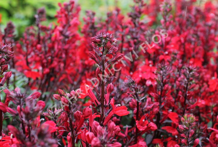 Lobelka 'Fanship Scarlet' - Lobelia speciosa 'Fanship Scarlet'