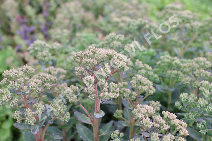 Rozchodník nachový 'Stardust' - Sedum telephium 'Stardust'