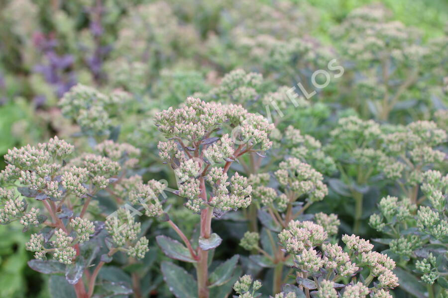 Rozchodník nachový 'Stardust' - Sedum telephium 'Stardust'