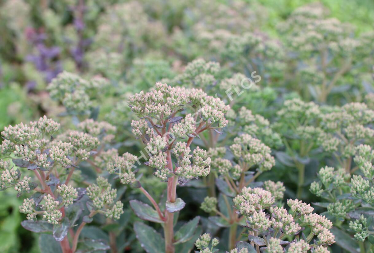 Rozchodník nachový 'Stardust' - Sedum telephium 'Stardust'