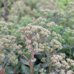 Rozchodník nachový 'Stardust' - Sedum telephium 'Stardust'