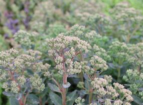 Rozchodník nachový 'Stardust' - Sedum telephium 'Stardust'
