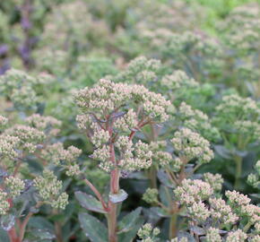Rozchodník nachový 'Stardust' - Sedum telephium 'Stardust'