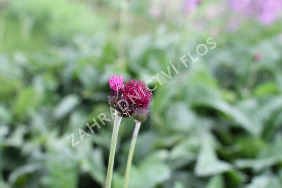 Pcháč potoční 'Atropurpureum' - Cirsium rivulare 'Atropurpureum'