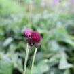 Pcháč potoční 'Atropurpureum' - Cirsium rivulare 'Atropurpureum'