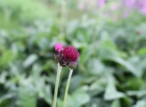 Pcháč potoční 'Atropurpureum' - Cirsium rivulare 'Atropurpureum'