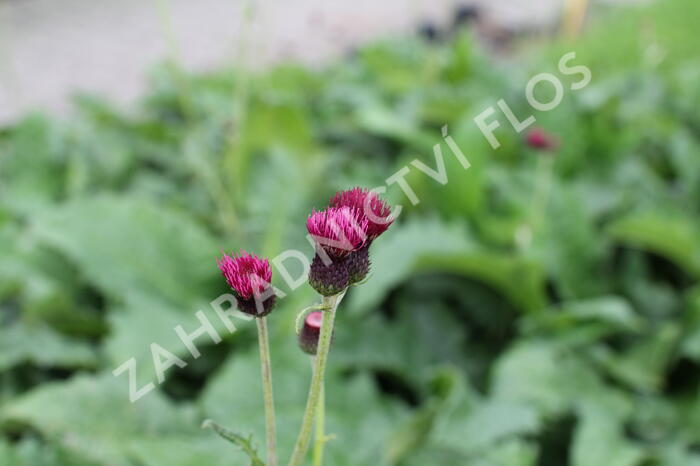 Pcháč potoční 'Atropurpureum' - Cirsium rivulare 'Atropurpureum'