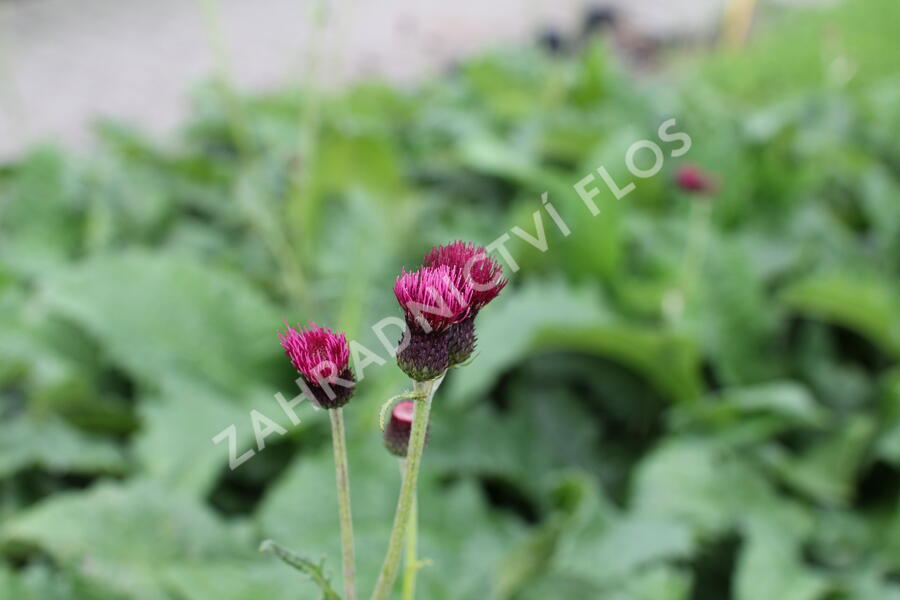 Pcháč potoční 'Atropurpureum' - Cirsium rivulare 'Atropurpureum'