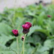 Pcháč potoční 'Atropurpureum' - Cirsium rivulare 'Atropurpureum'