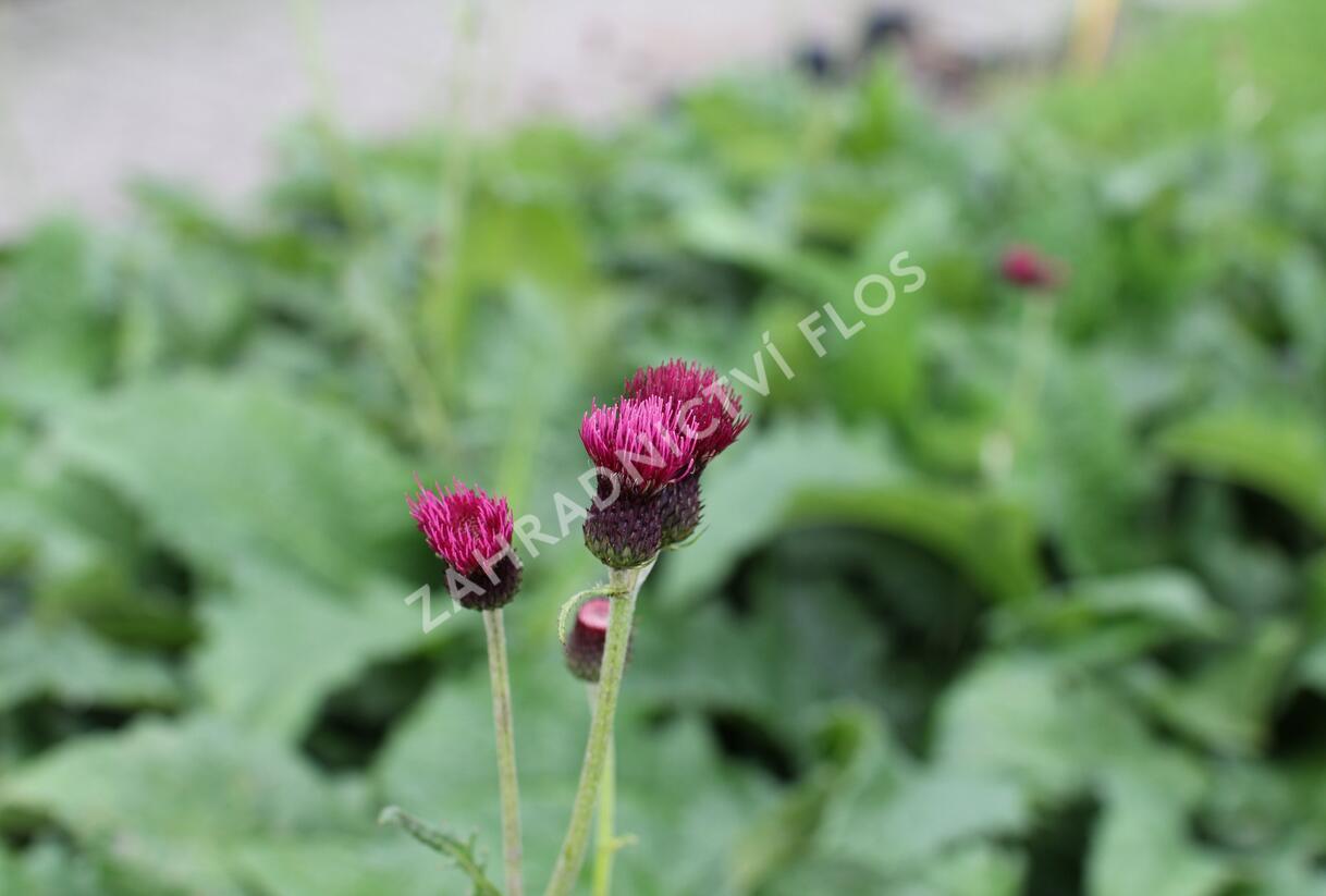 Pcháč potoční 'Atropurpureum' - Cirsium rivulare 'Atropurpureum'