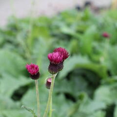 Pcháč potoční 'Atropurpureum' - Cirsium rivulare 'Atropurpureum'