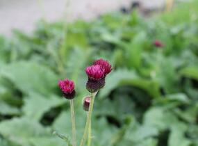Pcháč potoční 'Atropurpureum' - Cirsium rivulare 'Atropurpureum'