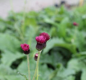 Pcháč potoční 'Atropurpureum' - Cirsium rivulare 'Atropurpureum'
