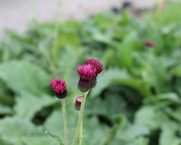 Pcháč potoční 'Atropurpureum'