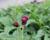 Pcháč potoční 'Atropurpureum'