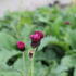 Cirsium rivulare 'Atropurpureum'.JPG