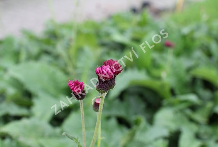 Pcháč potoční 'Atropurpureum' - Cirsium rivulare 'Atropurpureum'
